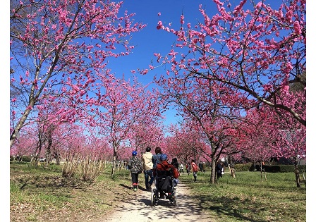 古河桃祭198