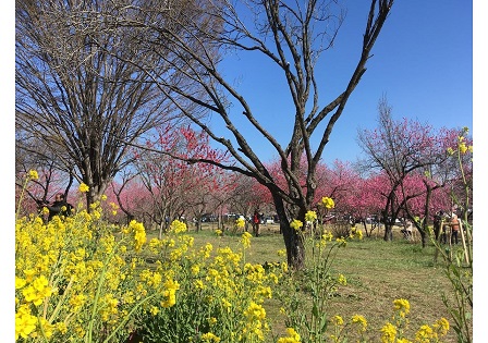 古河桃祭199